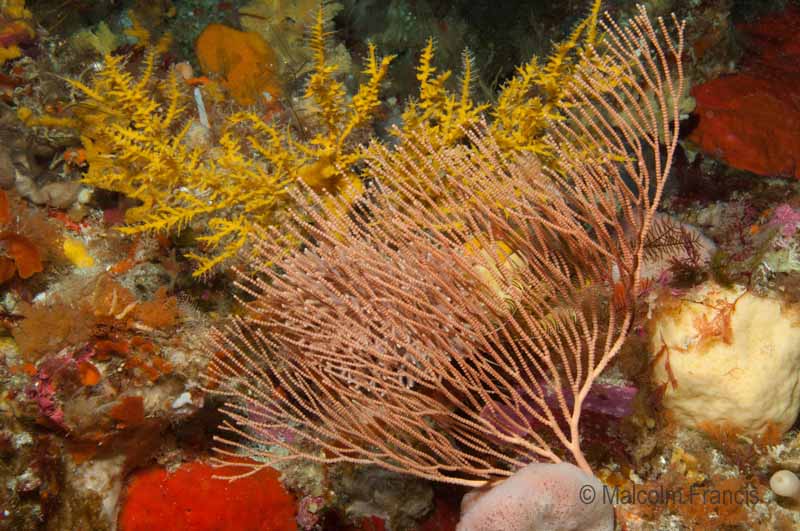 A peachy Callogorgia gorgonian fan and another mystery for our invertebrate team nestled in behind it - anyone know what the yellow plant structure in the back is?
