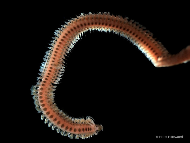 Phyllodoce mucosa - polychaete from the Belgian continental shelf © Hans Hillewaert / CC-BY-SA-3.0
