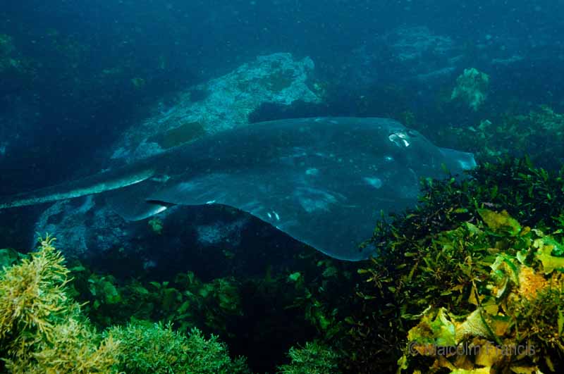 Short-tail stingray Three Kings Is MPF-1