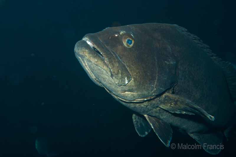 Spotted black grouper Three Kings Is MPF-2
