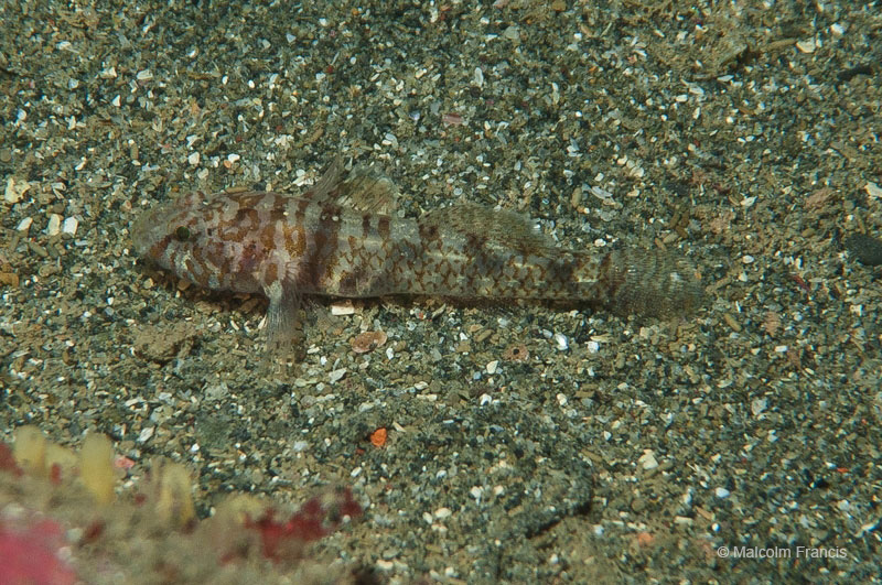 Our practice dive yielded an unexpected find - New Zealand's smallest fish the pygmy sleeper which only grows up to 4cm