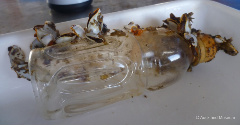 Bottled fish: this was the bottle where the little trigger fish was found hiding