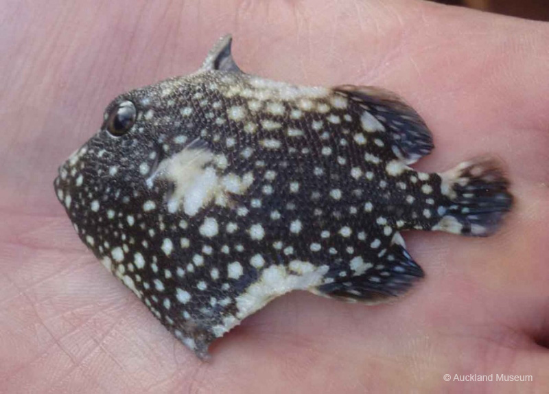 Another new record for New Zealand - this juvenile trigger fish was an accidental find