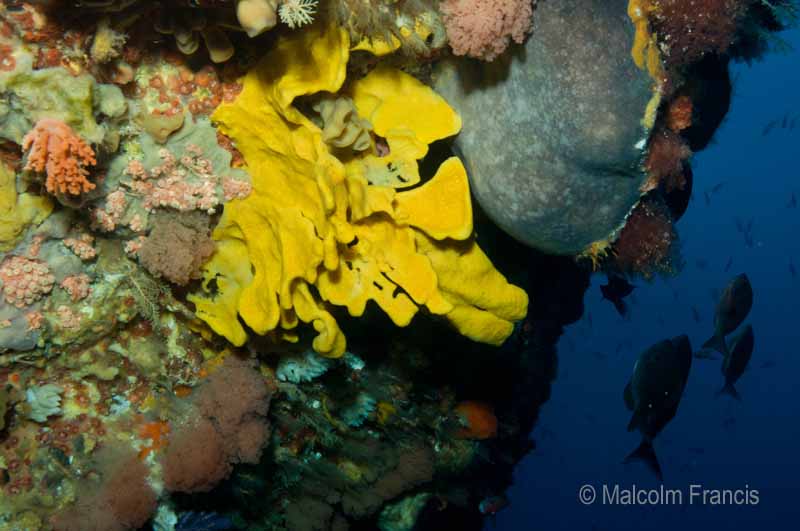 Another shot of the amazing wall outside the cave, featuring an unknown yellow sponge, the black sponge Stelletta and some pink fluffy bryozoans.