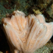 ID pending – the invertebrates team think this is ascidian © Malcolm Francis