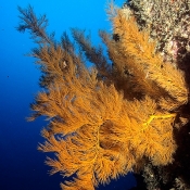 Black coral tree. Image Malcom Francis