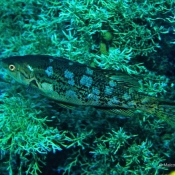 Three kings butterfish © Malcolm Francis