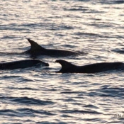 These bottlenose dolphins were regular visitors while we were in the vicinity of the Princes Islands © Malcolm Francis