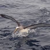Life above the water: two albatross from a nearby colony paid us a visit on the Braveheart © Malcolm Francis