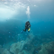 Clinton Duffy - fish count. Image Malcolm Francis