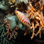 A half-banded perch nestled in amongst oculina virgosa and a gorgonian fan © Malcolm Francis © Malcolm Francis