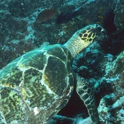 Hawksbill turtle.  © Malcom Francis