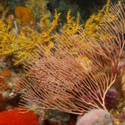 A peachy Callogorgia gorgonian fan and another mystery for our invertebrate team nestled in behind it – anyone know what the yellow plant structure in the back is? © Malcolm Francis