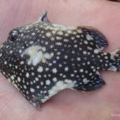 Another new record for New Zealand – this juvenile trigger fish was an accidental find