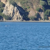 We spotted a pod of more than 10 orca whales – here are a few of them swimming past the Cavalli Islands © Richard Robinson