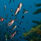  A familiar scene for the divers today: clear waters, vasts forest of soft seaweed and schools of butterfly perch fish © Malcolm Francis