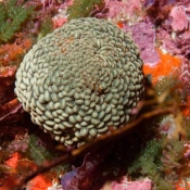 Warty wobbly blob AKA a wandering anemone © Malcolm Francis